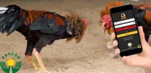 PH235 Sabong Betting